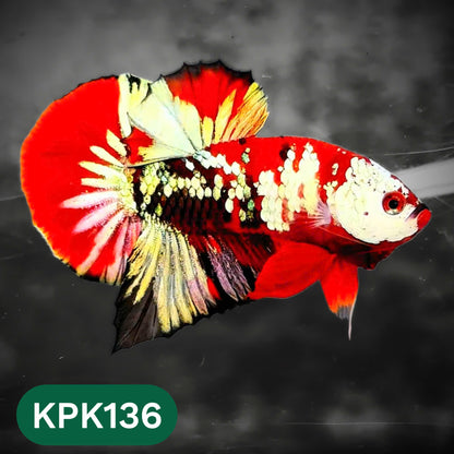 Multicolor Yellow Base Plakat Male Betta Fish | Order Directly From Farm |  You Pick Fish