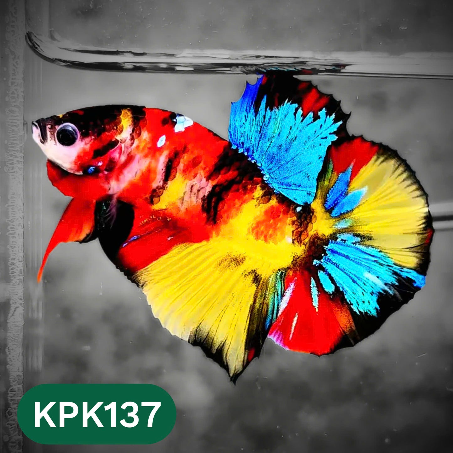 Multicolor Yellow Base Plakat Male Betta Fish | Order Directly From Farm |  You Pick Fish