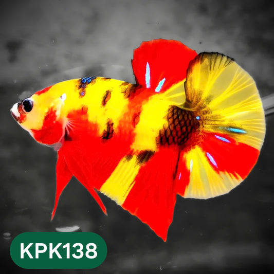 Multicolor Yellow Base Plakat Male Betta Fish | Order Directly From Farm |  You Pick Fish
