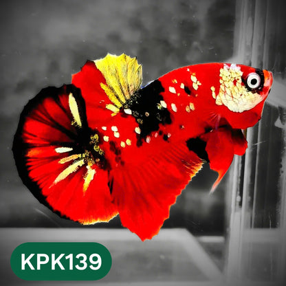 Multicolor Yellow Base Plakat Male Betta Fish | Order Directly From Farm |  You Pick Fish