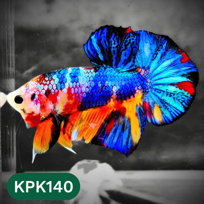 Multicolor Yellow Base Plakat Male Betta Fish | Order Directly From Farm |  You Pick Fish