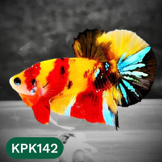 Multicolor Yellow Base Plakat Male Betta Fish | Order Directly From Farm |  You Pick Fish