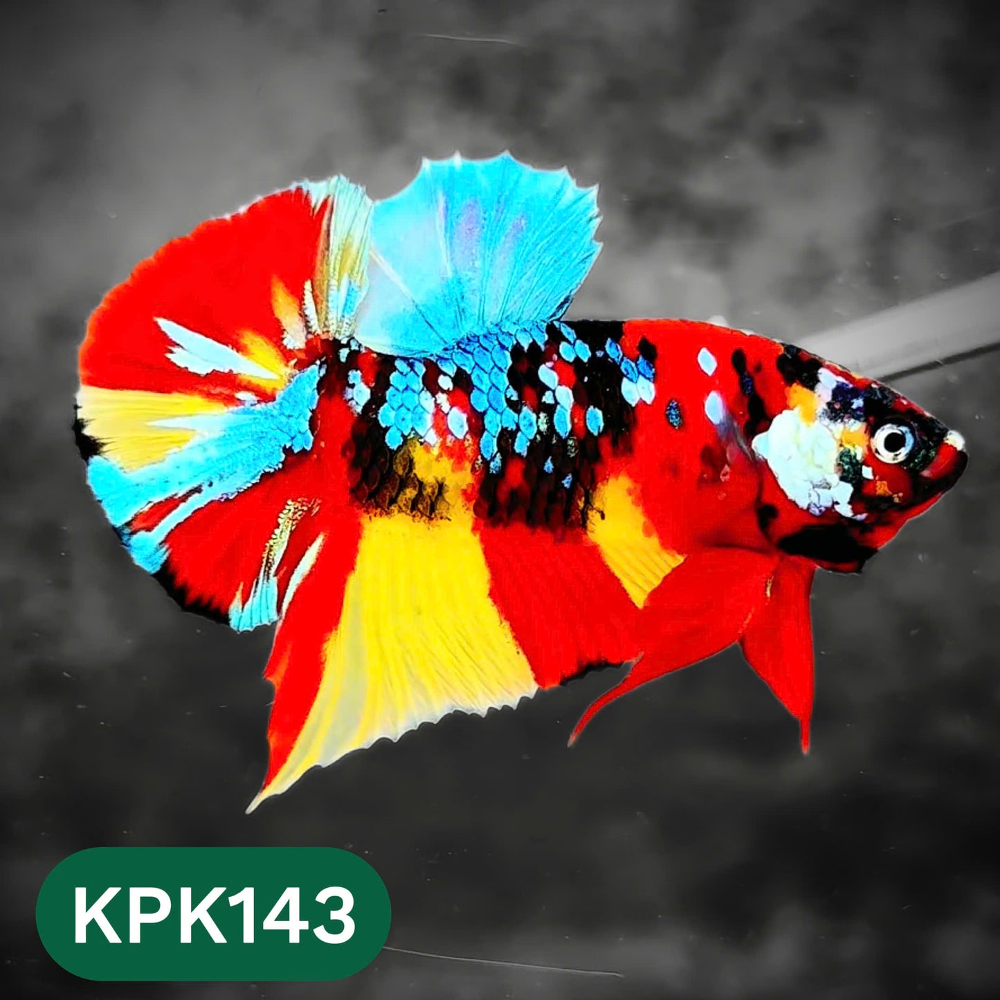 Multicolor Yellow Base Plakat Male Betta Fish | Order Directly From Farm |  You Pick Fish