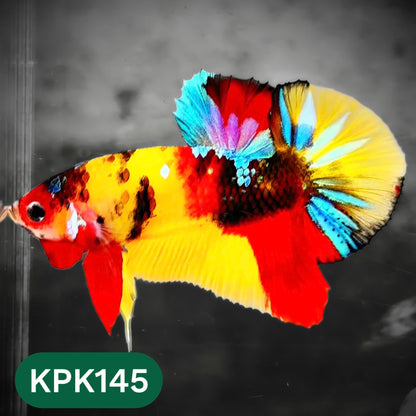Multicolor Yellow Base Plakat Male Betta Fish | Order Directly From Farm |  You Pick Fish