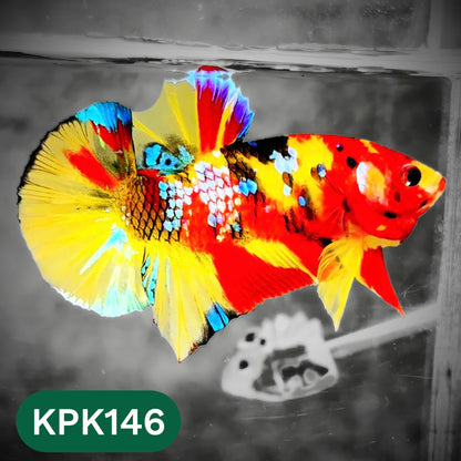 Multicolor Yellow Base Plakat Male Betta Fish | Order Directly From Farm |  You Pick Fish