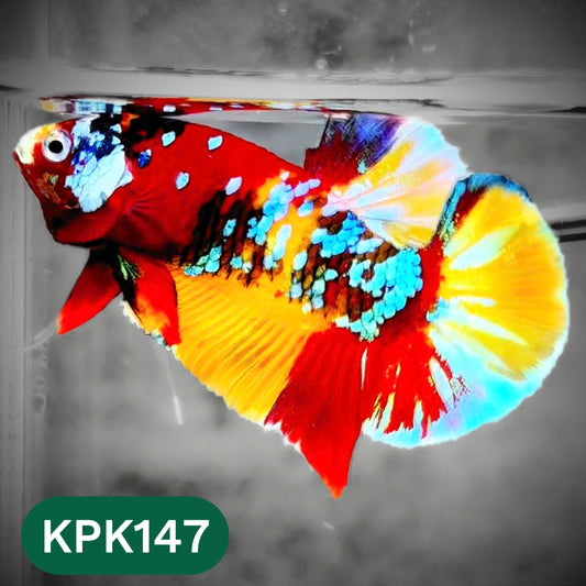 Multicolor Yellow Base Plakat Male Betta Fish | Order Directly From Farm |  You Pick Fish