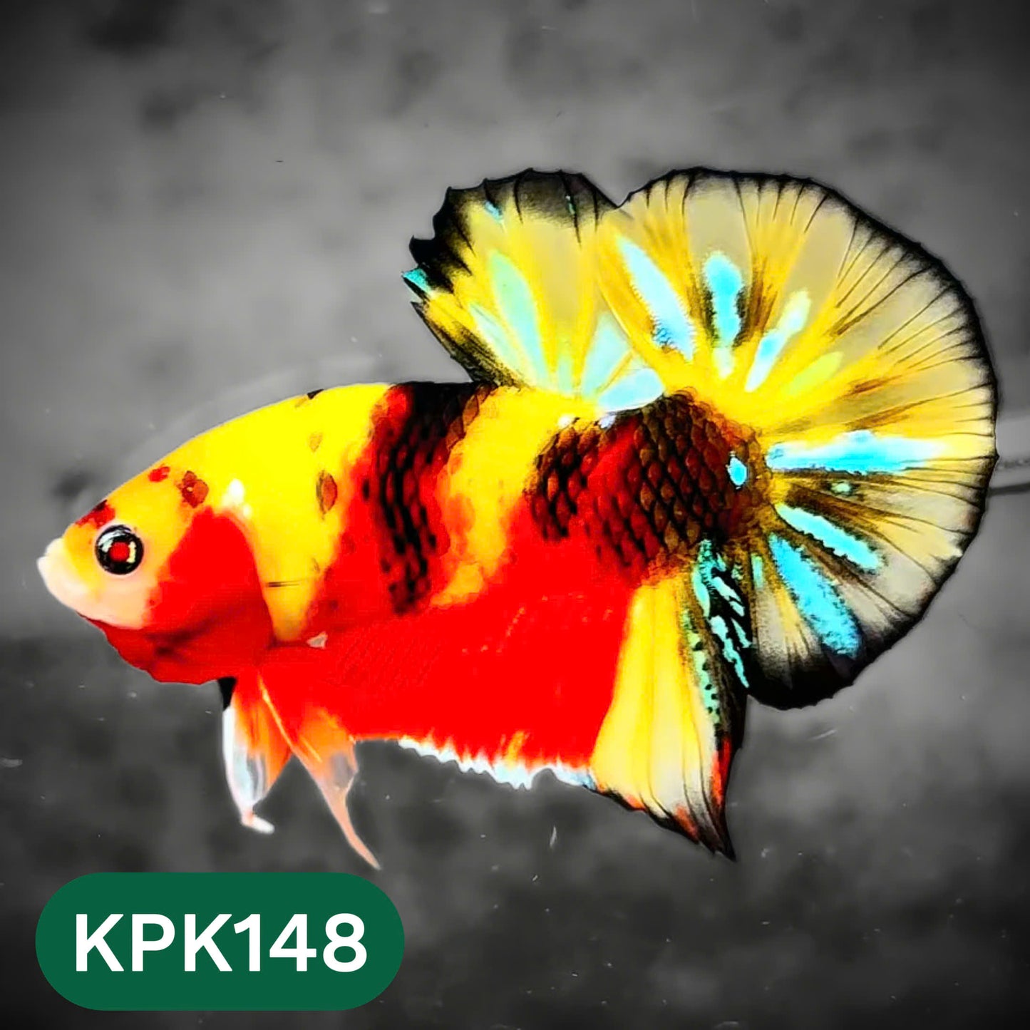 Multicolor Yellow Base Plakat Male Betta Fish | Order Directly From Farm |  You Pick Fish