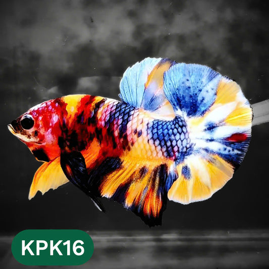 Multicolor Plakat Male Betta Fish |Show Grade|  You Pick Fish