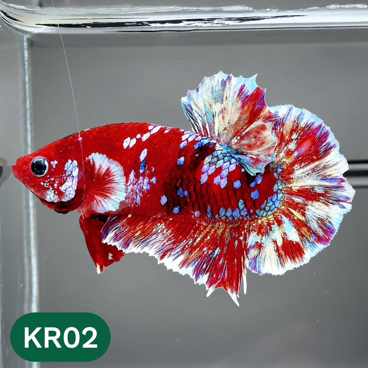 Golden Star Dust Galaxy Plakat Male Betta Fish | Super Rare | You Pick Fish