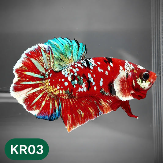 Golden Star Dust Galaxy Plakat Male Betta Fish | Super Rare | You Pick Fish
