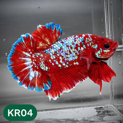 Golden Star Dust Galaxy Plakat Male Betta Fish | Super Rare | You Pick Fish