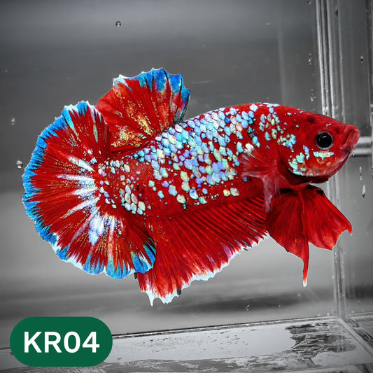 Golden Star Dust Galaxy Plakat Male Betta Fish | Super Rare | You Pick Fish
