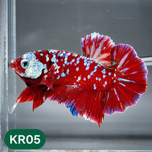 Golden Star Dust Galaxy Plakat Male Betta Fish | Super Rare | You Pick Fish