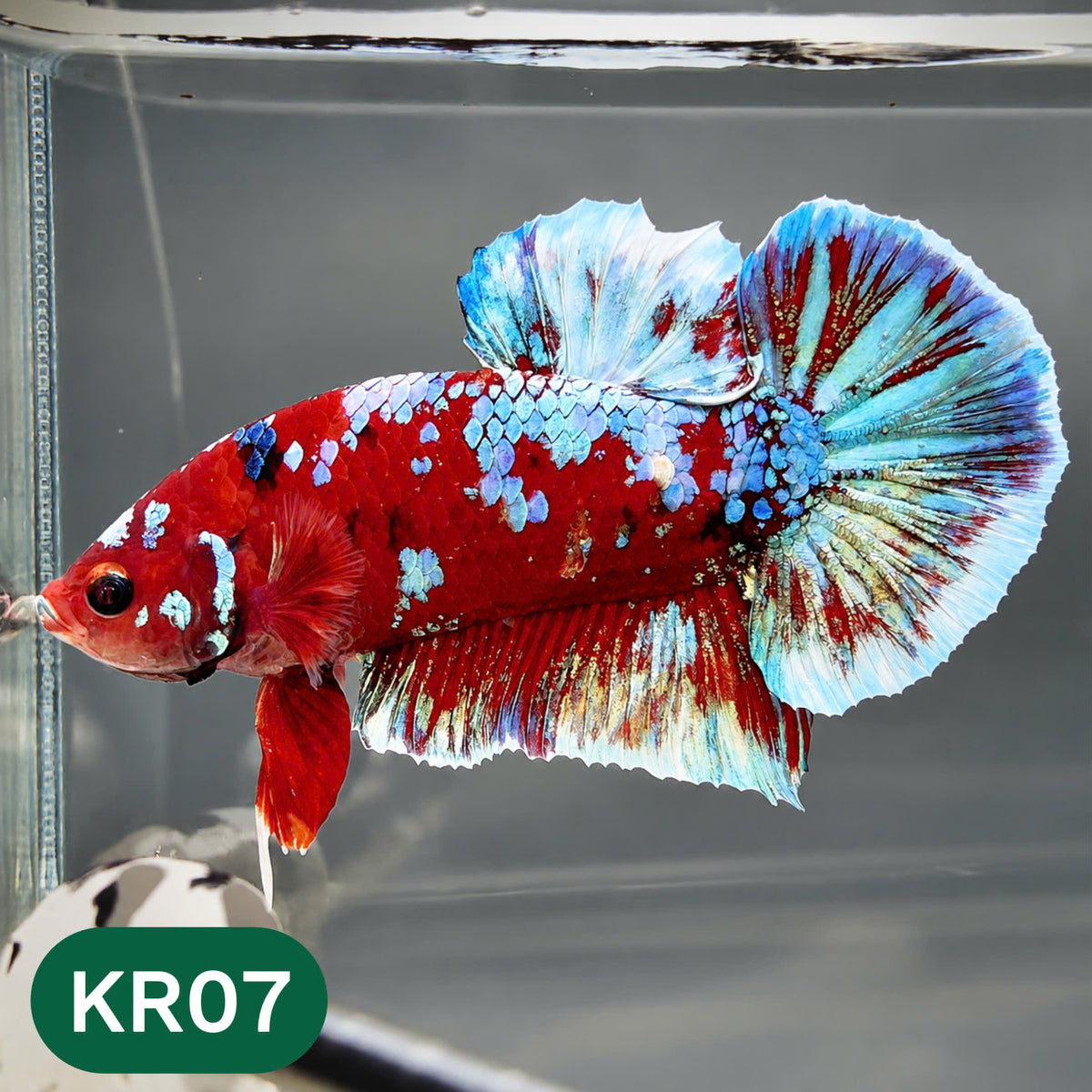 Golden Star Dust Galaxy Plakat Male Betta Fish | Super Rare | You Pick Fish