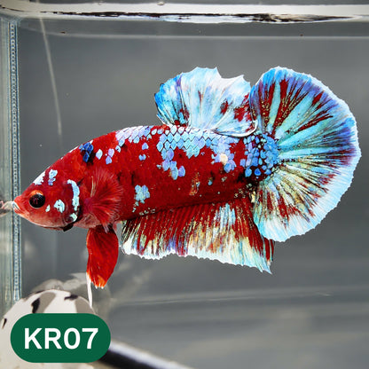 Golden Star Dust Galaxy Plakat Male Betta Fish | Super Rare | You Pick Fish