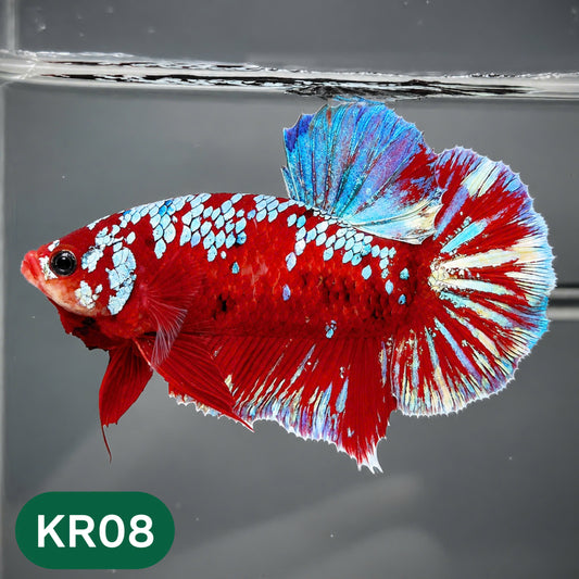 Golden Star Dust Galaxy Plakat Male Betta Fish | Super Rare | You Pick Fish