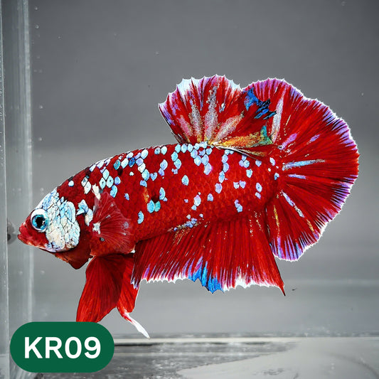 Golden Star Dust Galaxy Plakat Male Betta Fish | Super Rare | You Pick Fish
