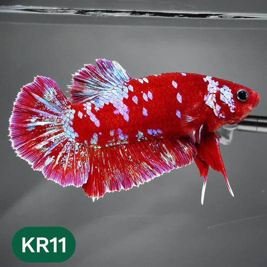 Golden Star Dust Galaxy Plakat Male Betta Fish | Super Rare | You Pick Fish