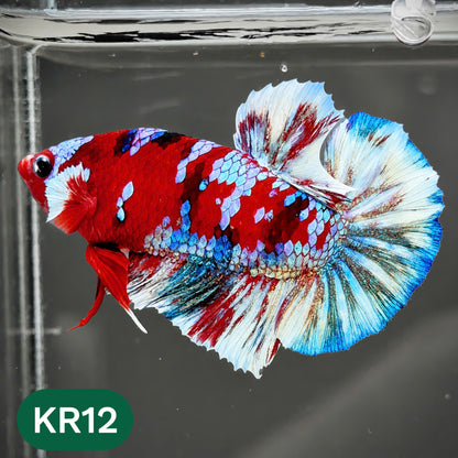 Golden Star Dust Galaxy Plakat Male Betta Fish | Super Rare | You Pick Fish