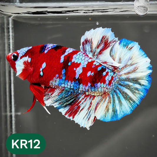 Golden Star Dust Galaxy Plakat Male Betta Fish | Super Rare | You Pick Fish