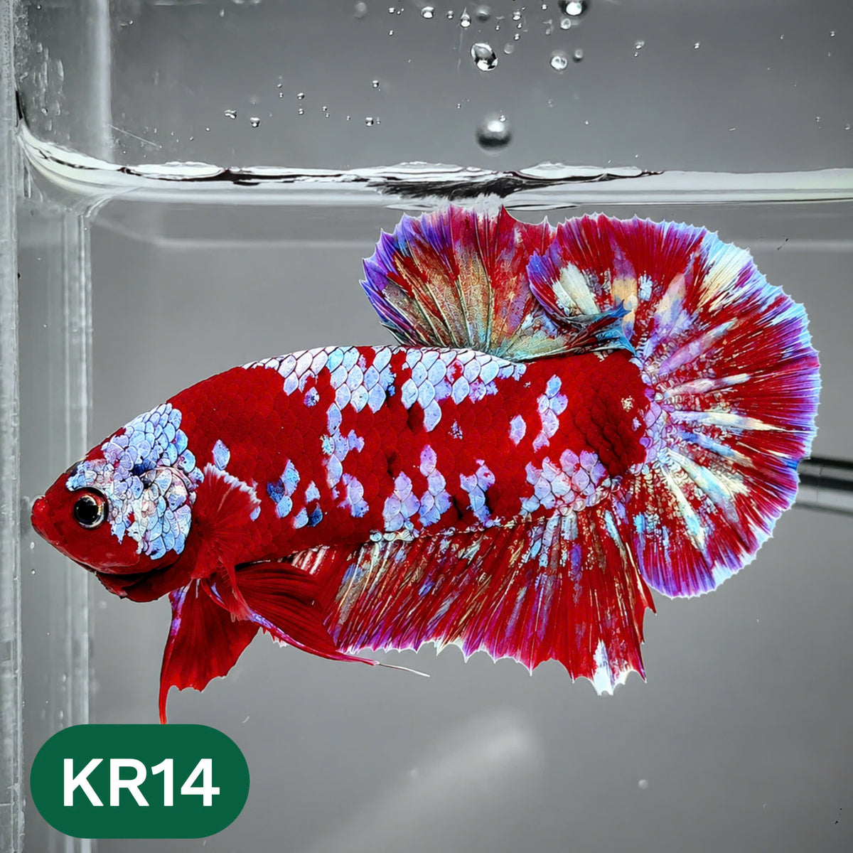 Golden Star Dust Galaxy Plakat Male Betta Fish | Super Rare | You Pick Fish