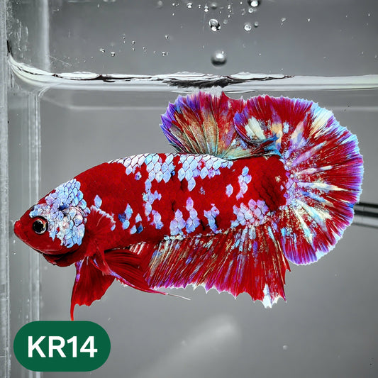 Golden Star Dust Galaxy Plakat Male Betta Fish | Super Rare | You Pick Fish