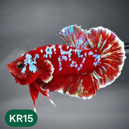 Golden Star Dust Galaxy Plakat Male Betta Fish | Super Rare | You Pick Fish