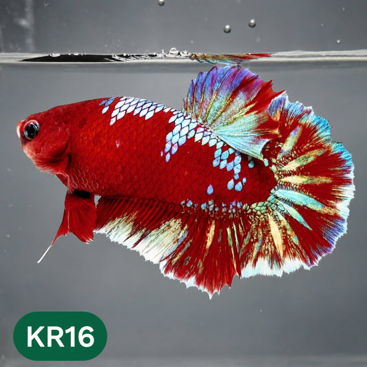 Golden Star Dust Galaxy Plakat Male Betta Fish | Super Rare | You Pick Fish