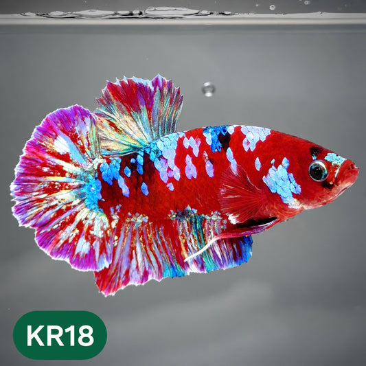 Golden Star Dust Galaxy Plakat Male Betta Fish | Super Rare | You Pick Fish