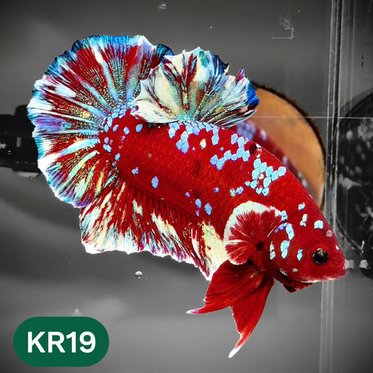 Golden Star Dust Galaxy Plakat Male Betta Fish | Super Rare | You Pick Fish