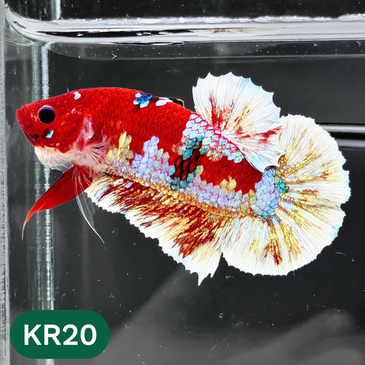 Golden Star Dust Galaxy Plakat Male Betta Fish | Super Rare | You Pick Fish