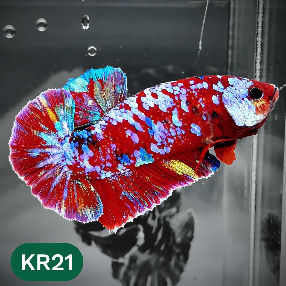 Golden Star Dust Galaxy Plakat Male Betta Fish | Super Rare | You Pick Fish