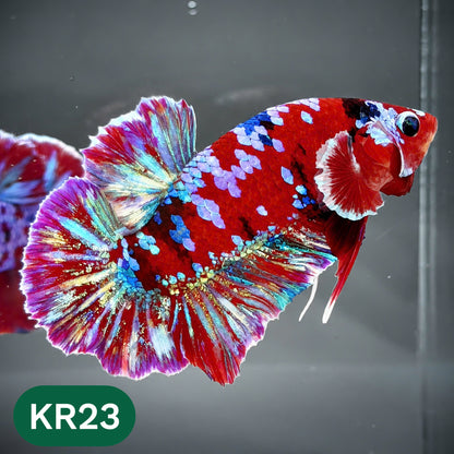 Golden Star Dust Galaxy Plakat Male Betta Fish | Super Rare | You Pick Fish