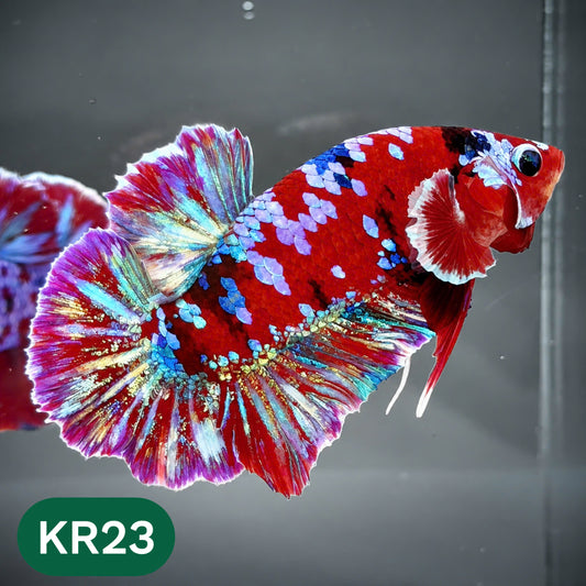 Golden Star Dust Galaxy Plakat Male Betta Fish | Super Rare | You Pick Fish