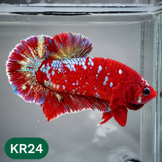 Golden Star Dust Galaxy Plakat Male Betta Fish | Super Rare | You Pick Fish