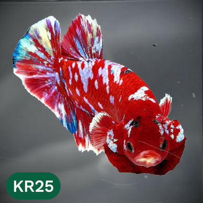 Golden Star Dust Galaxy Plakat Male Betta Fish | Super Rare | You Pick Fish