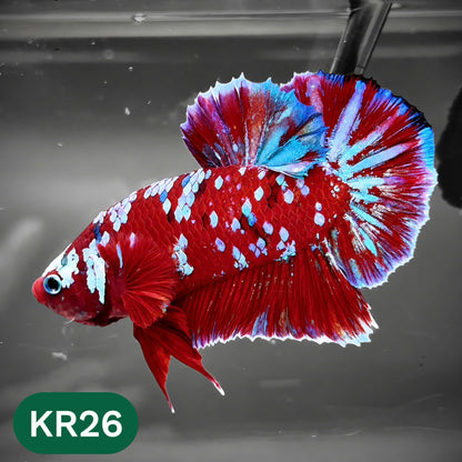 Golden Star Dust Galaxy Plakat Male Betta Fish | Super Rare | You Pick Fish