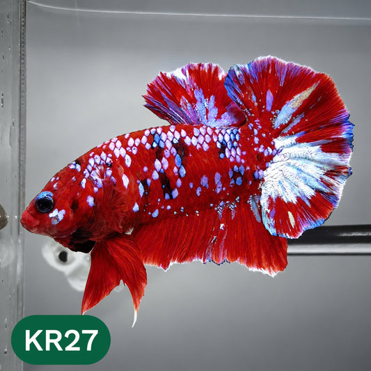 Golden Star Dust Galaxy Plakat Male Betta Fish | Super Rare | You Pick Fish