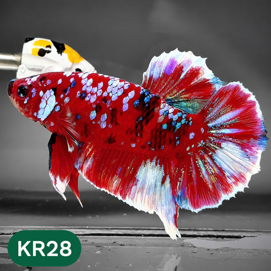 Golden Star Dust Galaxy Plakat Male Betta Fish | Super Rare | You Pick Fish