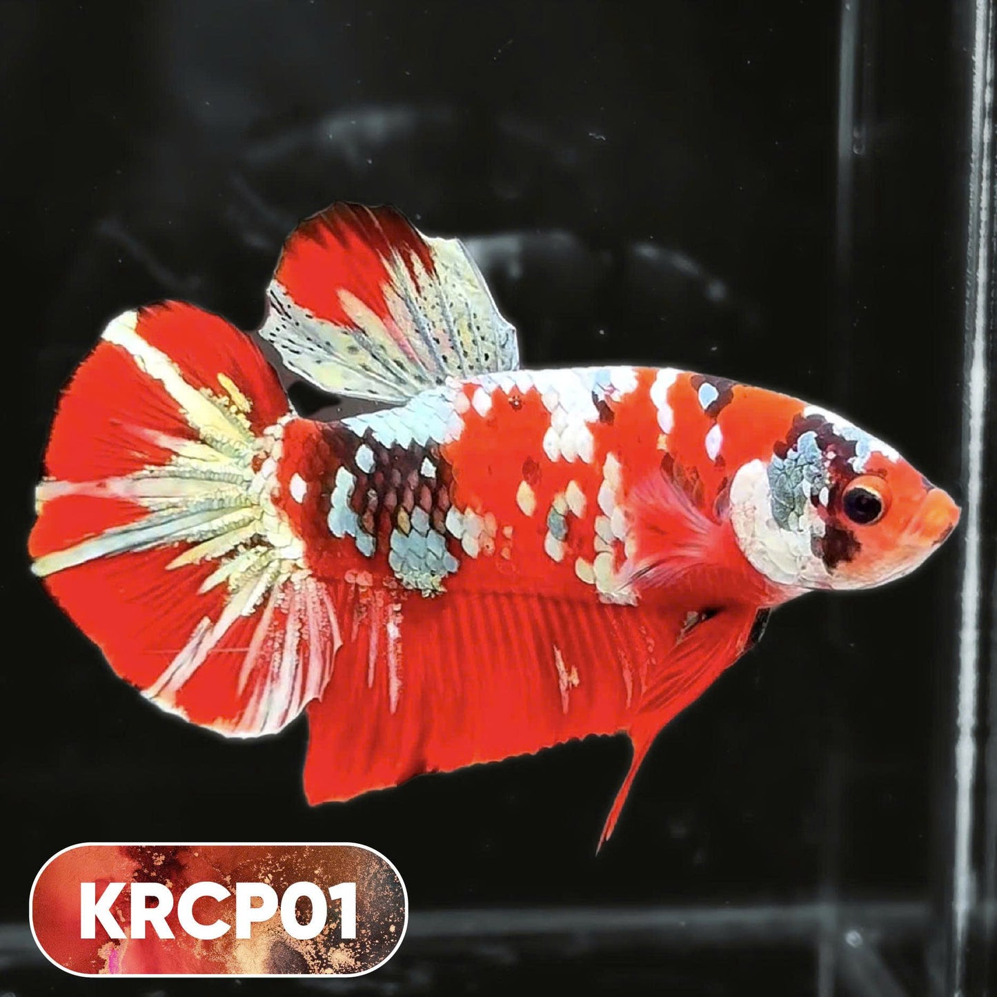 Koi Red Copper Plakat Male Betta Fish | You Pick Fish