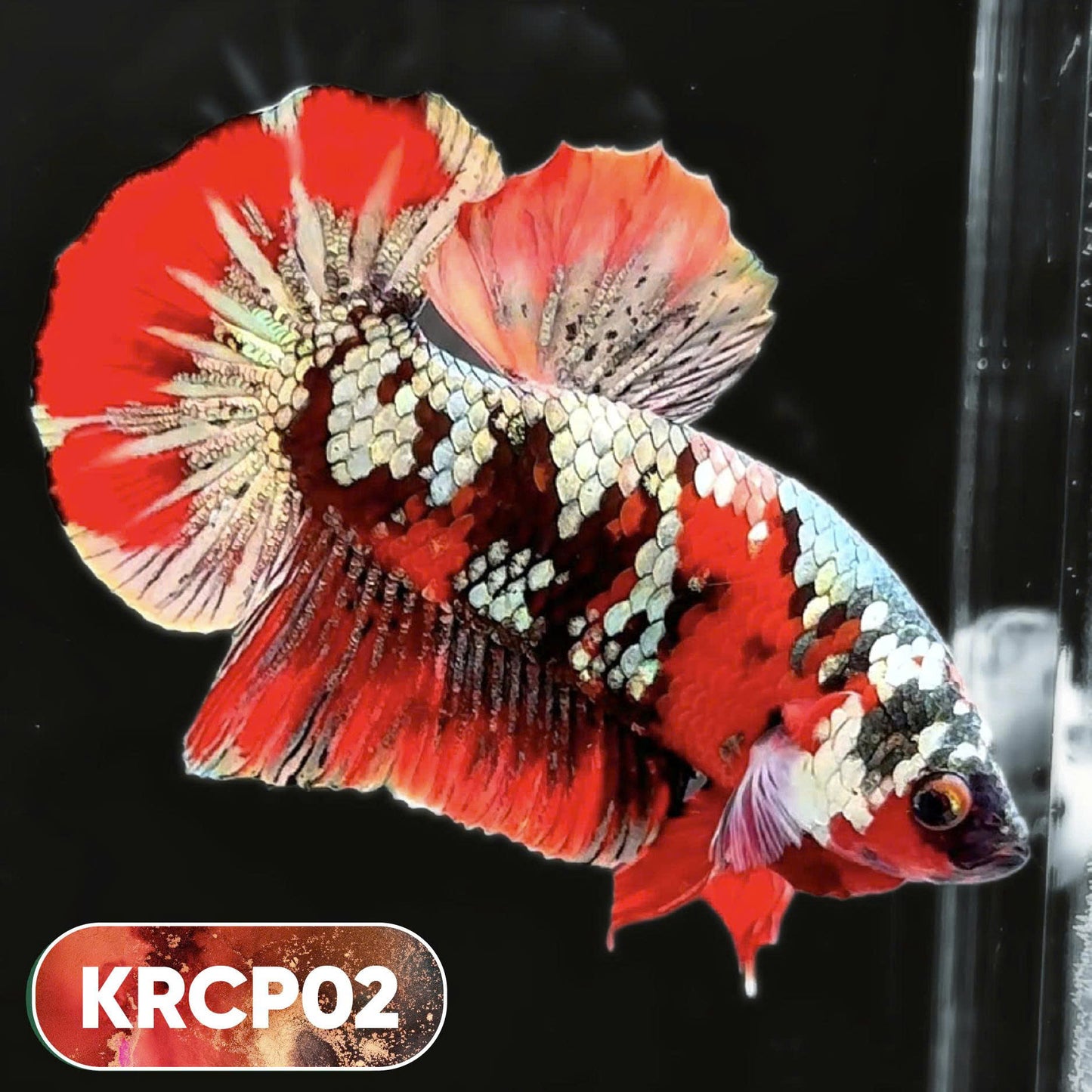 Koi Red Copper Plakat Male Betta Fish | You Pick Fish