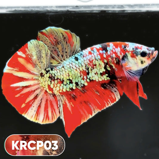 Koi Red Copper Plakat Male Betta Fish | You Pick Fish