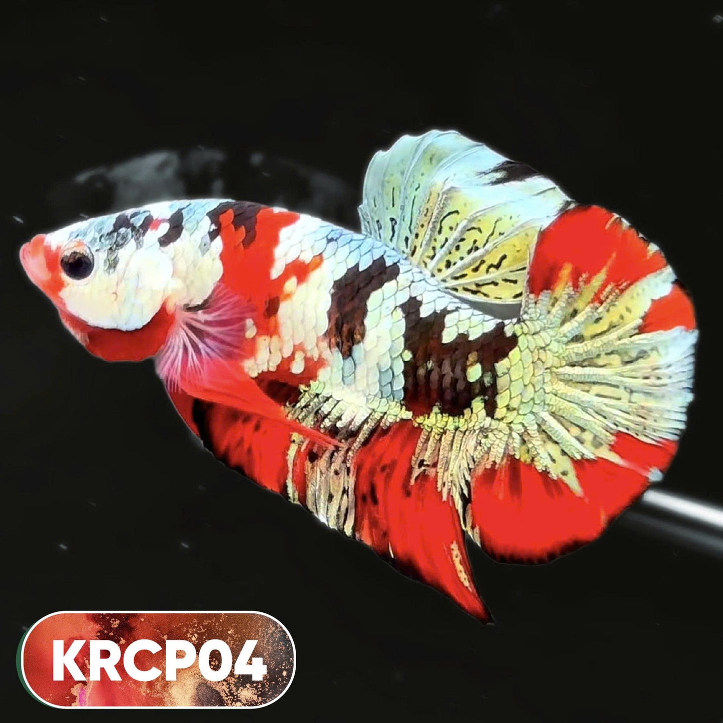 Koi Red Copper Plakat Male Betta Fish | You Pick Fish