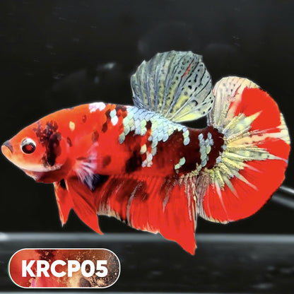 Koi Red Copper Plakat Male Betta Fish | You Pick Fish