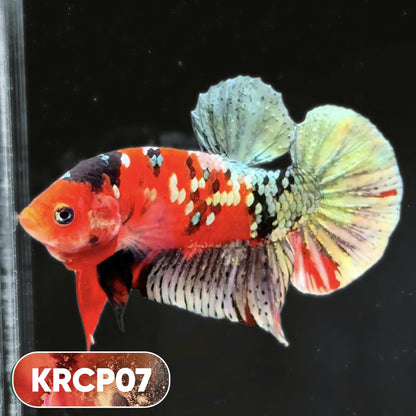 Koi Red Copper Plakat Male Betta Fish | You Pick Fish