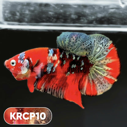Koi Red Copper Plakat Male Betta Fish | You Pick Fish