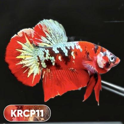 Koi Red Copper Plakat Male Betta Fish | You Pick Fish