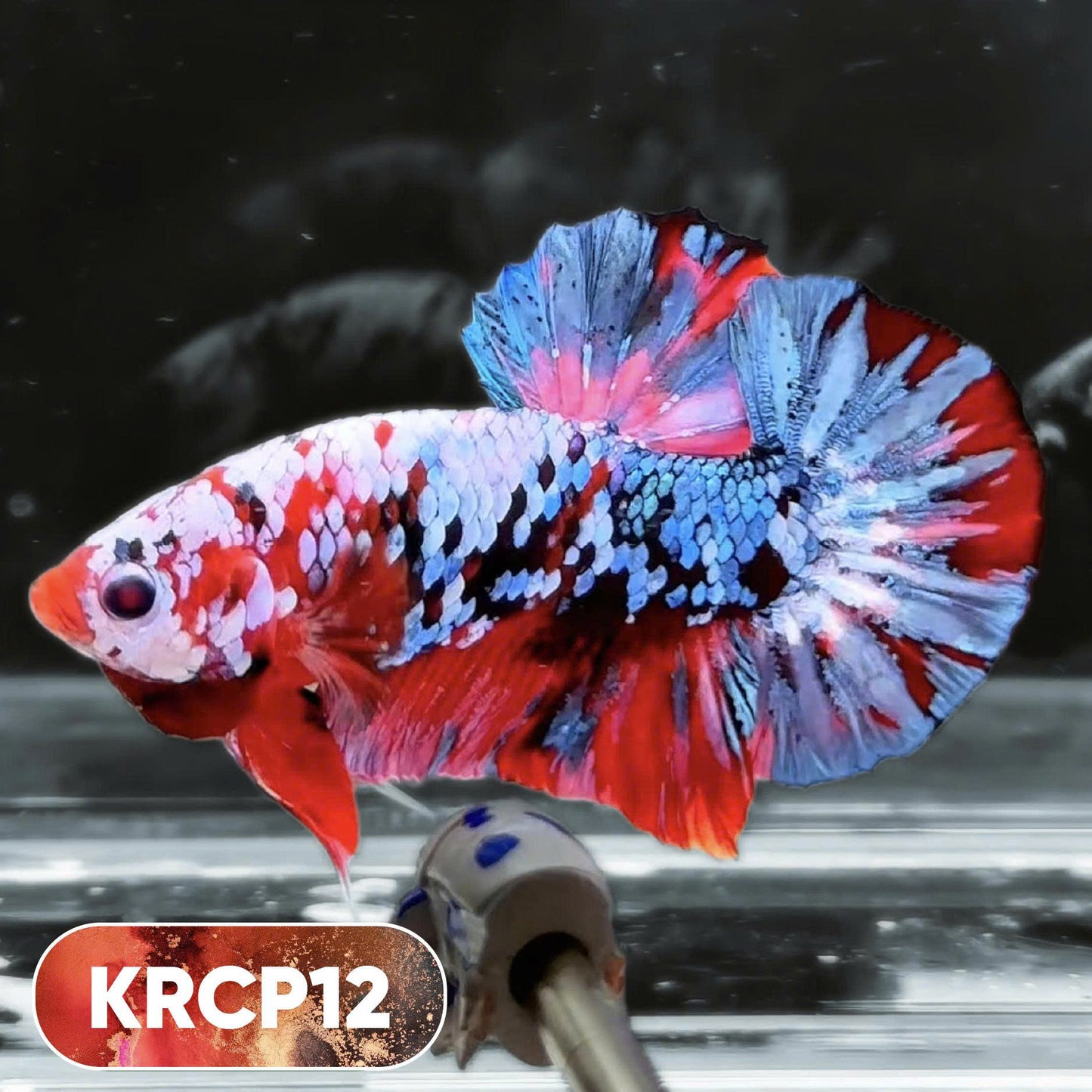Koi Red Copper Plakat Male Betta Fish | You Pick Fish