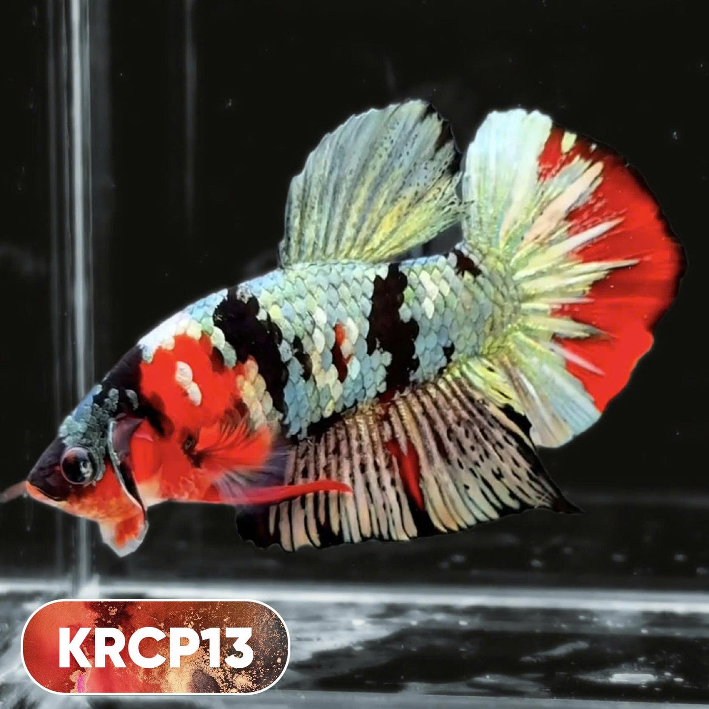Koi Red Copper Plakat Male Betta Fish | You Pick Fish