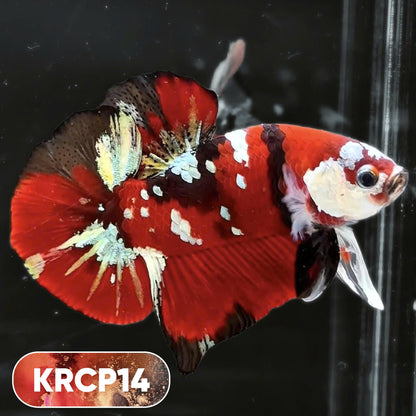 Koi Red Copper Plakat Male Betta Fish | You Pick Fish